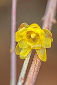 PLANT PORTRAIT OF YELLOW FLOWERS OF WINTER SWEET, CHIMONANTHUS PRAECOX VAR. CONCOLOR, DECIDUOUS, SHRUBS, SCENTED, FRAGRANT, WINTER, JANUARY