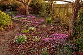 ANNES GARDEN, YORKSHIRE: WINTER, COUNTRY, GARDEN, FEBRUARY, PATHS, SNOWDROPS, CYCLAMEN COUM, WOODLAND, FENCES, FENCING