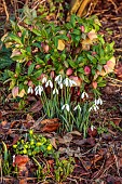 ANNES GARDEN, YORKSHIRE: WINTER, COUNTRY, GARDEN, FEBRUARY, ACONITES, SNOWDROPS AND HELLEBORES, WOODLAND