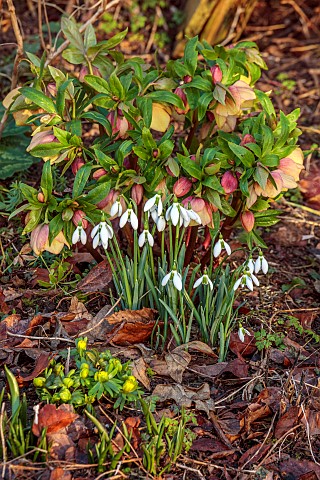 ANNES_GARDEN_YORKSHIRE_WINTER_COUNTRY_GARDEN_FEBRUARY_ACONITES_SNOWDROPS_AND_HELLEBORES_WOODLAND