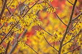 ANNES GARDEN, YORKSHIRE: WINTER, FEBRUARY, YELLOW FLOWERS OF HAMAMELIS ARNOLD PRIMROSE, SCENTED, FRAGRANT