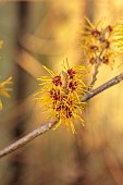 ANNES GARDEN, YORKSHIRE: WINTER, FEBRUARY, YELLOW FLOWERS OF HAMAMELIS X INTERMEDIA BARMSTEDT GOLD, SCENTED, FRAGRANT