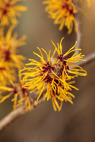ANNES_GARDEN_YORKSHIRE_WINTER_FEBRUARY_YELLOW_FLOWERS_OF_HAMAMELIS_X_INTERMEDIA_BARMSTEDT_GOLD_SCENT