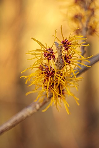 ANNES_GARDEN_YORKSHIRE_WINTER_FEBRUARY_YELLOW_FLOWERS_OF_HAMAMELIS_X_INTERMEDIA_BARMSTEDT_GOLD_SCENT