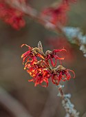 ANNES GARDEN, YORKSHIRE: WINTER, FEBRUARY, RED FLOWERS OF HAMAMELIS X INTERMEDIA NEW RED, SCENTED, FRAGRANT, SHRUBS