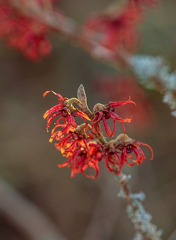 ANNES_GARDEN_YORKSHIRE_WINTER_FEBRUARY_RED_FLOWERS_OF_HAMAMELIS_X_INTERMEDIA_NEW_RED_SCENTED_FRAGRAN