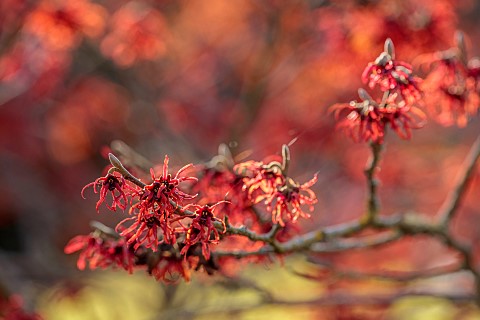 ANNES_GARDEN_YORKSHIRE_WINTER_FEBRUARY_RED_FLOWERS_OF_HAMAMELIS_X_INTERMEDIA_NEW_RED_SCENTED_FRAGRAN