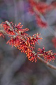 ANNES GARDEN, YORKSHIRE: WINTER, FEBRUARY, RED FLOWERS OF HAMAMELIS X INTERMEDIA NEW RED, SCENTED, FRAGRANT, SHRUBS