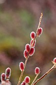 ANNES GARDEN, YORKSHIRE: WINTER, FEBRUARY, RED, PINK, CATKINS, FLOWERS OF WILLOW, SALIX GRACILISTYLA MOUNT ASO, SHRUBS, PUSSY WILLOW