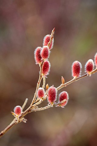 ANNES_GARDEN_YORKSHIRE_WINTER_FEBRUARY_RED_PINK_CATKINS_FLOWERS_OF_WILLOW_SALIX_GRACILISTYLA_MOUNT_A