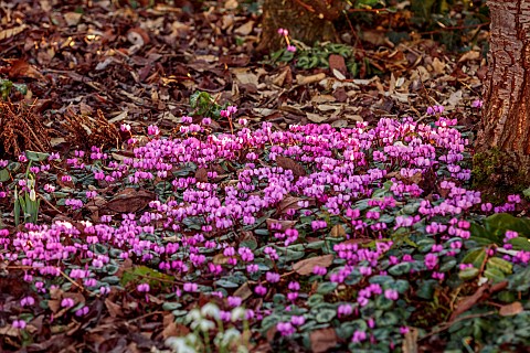 ANNES_GARDEN_YORKSHIRE_WINTER_FEBRUARY_PINK_FLOWERS_OF_CYCLAMEN_COUM_BLOOMS_FLOWERING_BULBS