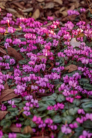 ANNES_GARDEN_YORKSHIRE_WINTER_FEBRUARY_PINK_FLOWERS_OF_CYCLAMEN_COUM_BLOOMS_FLOWERING_BULBS