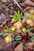 ANNES GARDEN, YORKSHIRE: WINTER: PINK, APRICOT FLOWERS OF HELLEBORE, WOODLAND, FEBRUARY, WINTER