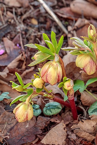 ANNES_GARDEN_YORKSHIRE_WINTER_PINK_APRICOT_FLOWERS_OF_HELLEBORE_WOODLAND_FEBRUARY_WINTER