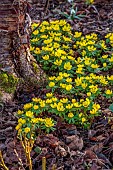 ANNES GARDEN, YORKSHIRE: WINTER: YELLOW FLOWERS OF ACONITES, ERANTHIS HYEMALIS, BULBS, WINTER, FEBRUARY