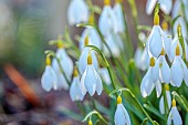 ANNES GARDEN, YORKSHIRE: WINTER: YELLOW, WHITE FLOWERS OF SNOWDROPS, GALANTHUS DRYAD GOLD SOVEREIGN, BULBS, FEBRUARY