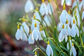 ANNES GARDEN, YORKSHIRE: WINTER: YELLOW, WHITE FLOWERS OF SNOWDROPS, GALANTHUS DRYAD GOLD SOVEREIGN, BULBS, FEBRUARY