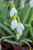 ANNES GARDEN, YORKSHIRE: WINTER: YELLOW, WHITE FLOWERS OF SNOWDROPS, GALANTHUS DRYAD GOLD RIBBON, BULBS, FEBRUARY