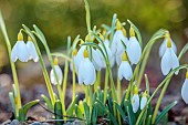 ANNES GARDEN, YORKSHIRE: WINTER: YELLOW, WHITE FLOWERS OF SNOWDROPS, GALANTHUS DRYAD GOLD CHARM, BULBS, FEBRUARY