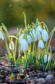 ANNES GARDEN, YORKSHIRE: WINTER: YELLOW, WHITE FLOWERS OF SNOWDROPS, GALANTHUS DRYAD GOLD CHARM, BULBS, FEBRUARY