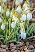 ANNES GARDEN, YORKSHIRE: WINTER: YELLOW, WHITE FLOWERS OF SNOWDROPS, GALANTHUS DRYAD GOLD STAR, BULBS, FEBRUARY