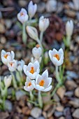 ANNES GARDEN, YORKSHIRE: WINTER: WHITE FLOWERS OF UNNAMED WHITE CROCUS TOMMASINIANUS, BULBS, WINTER, FEBRUARY
