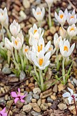 ANNES GARDEN, YORKSHIRE: WINTER: WHITE FLOWERS OF UNNAMED WHITE CROCUS TOMMASINIANUS, BULBS, WINTER, FEBRUARY