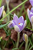 ANNES GARDEN, YORKSHIRE: WINTER: PALE PURPLE FLOWERS OF CROCUS TOMMASINIANUS BOBO, BULBS, WINTER, FEBRUARY