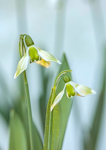 DRYAD_NURSERY_YORKSHIRE_GREEN_WHITE_FLOWERS_OF_SNOWDROP_GALANTHUS_DRYAD_NEW_GREEN_BULBS_JANUARY_WINT