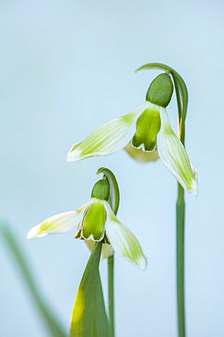 DRYAD_NURSERY_YORKSHIRE_GREEN_WHITE_FLOWERS_OF_SNOWDROP_GALANTHUS_DRYAD_NEW_GREEN_BULBS_JANUARY_WINT