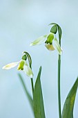 DRYAD NURSERY, YORKSHIRE: GREEN, WHITE FLOWERS OF SNOWDROP, GALANTHUS DRYAD NEW GREEN, BULBS, JANUARY, WINTER, BLOOMS