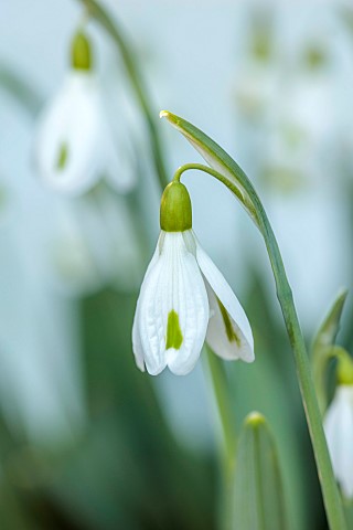 DRYAD_NURSERY_YORKSHIRE_GREEN_WHITE_FLOWERS_OF_SNOWDROP_GALANTHUS_DRYAD_TERPSICHORE_BULBS_JANUARY_WI
