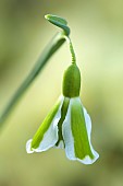 DRYAD NURSERY, YORKSHIRE: GREEN, WHITE FLOWERS OF SNOWDROPS, GALANTHUS DRYAD ZEUS, BULBS, WINTER, FEBRUARY