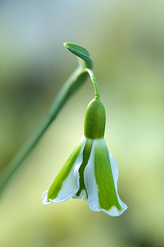DRYAD_NURSERY_YORKSHIRE_GREEN_WHITE_FLOWERS_OF_SNOWDROPS_GALANTHUS_DRYAD_ZEUS_BULBS_WINTER_FEBRUARY