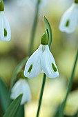 DRYAD NURSERY, YORKSHIRE: GREEN, WHITE FLOWERS OF SNOWDROPS, GALANTHUS DRYAD TERPSICHORE, BULBS, WINTER, FEBRUARY