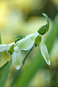 DRYAD NURSERY, YORKSHIRE: GREEN, WHITE FLOWERS OF SNOWDROPS, GALANTHUS DRYAD NEW GREEN, BULBS, WINTER, FEBRUARY