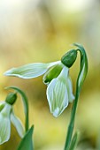 DRYAD NURSERY, YORKSHIRE: GREEN, WHITE FLOWERS OF SNOWDROPS, GALANTHUS DRYAD NEW GREEN, BULBS, WINTER, FEBRUARY