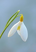 DRYAD NURSERY, YORKSHIRE: YELLOW, WHITE FLOWERS OF SNOWDROPS, GALANTHUS DRYAD GOLD RIBBON, BULBS, WINTER, FEBRUARY