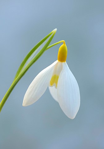 DRYAD_NURSERY_YORKSHIRE_YELLOW_WHITE_FLOWERS_OF_SNOWDROPS_GALANTHUS_DRYAD_GOLD_RIBBON_BULBS_WINTER_F