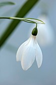 DRYAD NURSERY, YORKSHIRE: WHITE FLOWERS OF SNOWDROPS, GALANTHUS DRYAD BLIZZARD, BULBS, WINTER, FEBRUARY