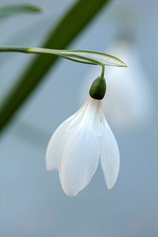 DRYAD_NURSERY_YORKSHIRE_WHITE_FLOWERS_OF_SNOWDROPS_GALANTHUS_DRYAD_BLIZZARD_BULBS_WINTER_FEBRUARY
