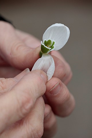 DRYAD_NURSERY_YORKSHIRE_ANNE_WRIGHT_HOLDING_GALANTHUS_KERA_AND_PULLING_OFF_PETALS_READY_FOR_CROSSING