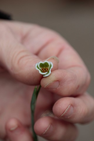 DRYAD_NURSERY_YORKSHIRE_ANNE_WRIGHT_HOLDING_GALANTHUS_KERA_WITH_PULLED_OFF_PETALS_READY_FOR_CROSSING