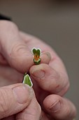 DRYAD NURSERY, YORKSHIRE: ANNE WRIGHT HOLDING GALANTHUS KERA PULLING OFF INNER PETALS READY FOR CROSSING WITH DRYAD GOLD NUGGET