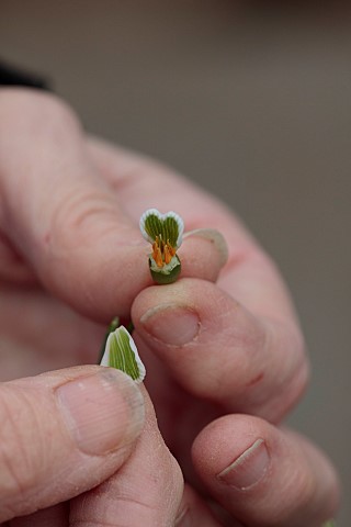 DRYAD_NURSERY_YORKSHIRE_ANNE_WRIGHT_HOLDING_GALANTHUS_KERA_PULLING_OFF_INNER_PETALS_READY_FOR_CROSSI