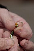 DRYAD NURSERY, YORKSHIRE: ANNE WRIGHT HOLDING GALANTHUS KERA PULLING OFF INNER PETALS READY FOR CROSSING WITH DRYAD GOLD NUGGET