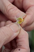 DRYAD NURSERY, YORKSHIRE: ANNE WRIGHT TAKING OFF PETALS OF SNOWDROP, GALANTHUS DRYAD GOLD NUGGET, READY TO CROSS WITH GALANTHUS KERA