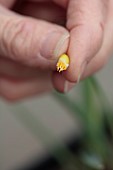 DRYAD NURSERY, YORKSHIRE:  ANNE WRIGHT TAKING OFF PETALS OF SNOWDROP, GALANTHUS DRYAD GOLD NUGGET, READY TO CROSS WITH GALANTHUS KERA
