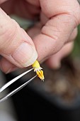 DRYAD NURSERY, YORKSHIRE: ANNE WRIGHT TAKING OFF FILAMENTS OF SNOWDROP, GALANTHUS DRYAD GOLD NUGGET, WITH TWEASERS, READY TO CROSS WITH GALANTHUS KERA