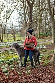 GOLDSBOROUGH HALL, YORKSHIRE: WINTER, SNOWDROPS, WOODLAND, TREES, OWNER CLARE OGLESBY WITH HER DOG PLANTING SNOWDROPS